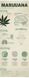 Negative Facts About Marijuana Pictures